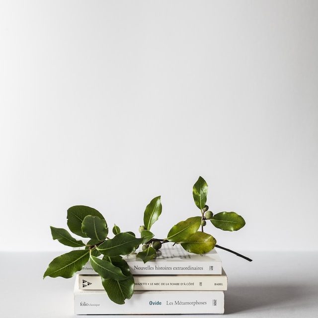 alex-lvrs-2zDw14yCYqk-unsplash.jpg